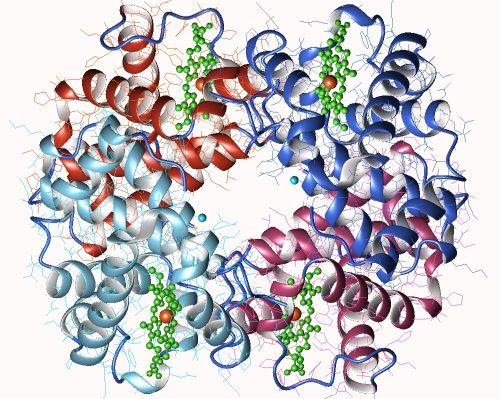 Molecule hemoglobine 500